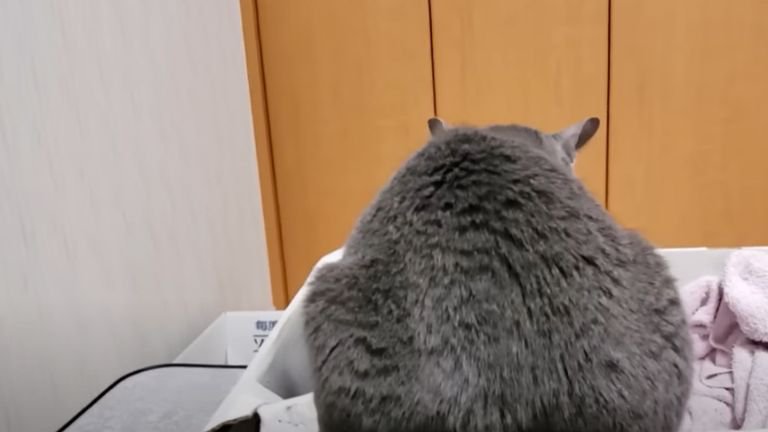 お尻を向けている猫