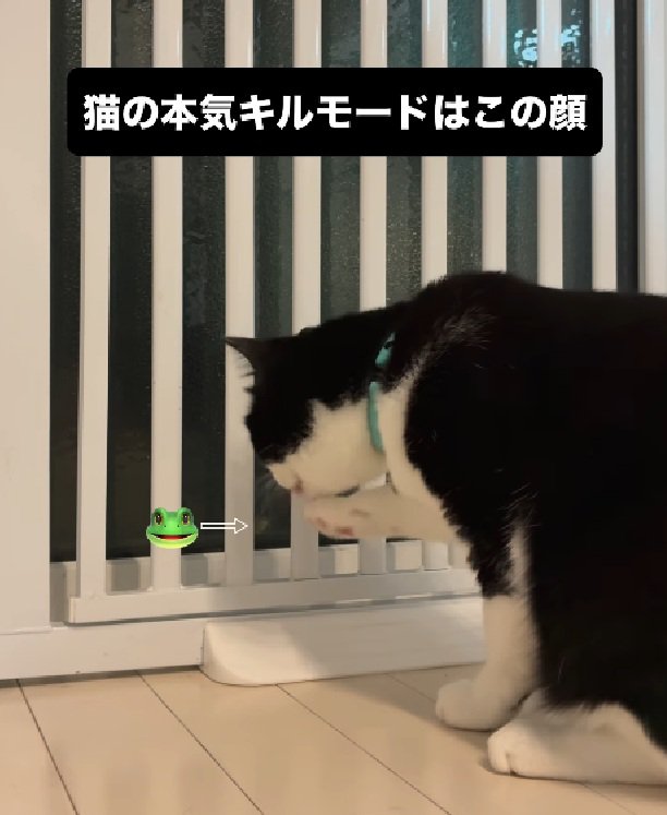 カエルを睨む猫