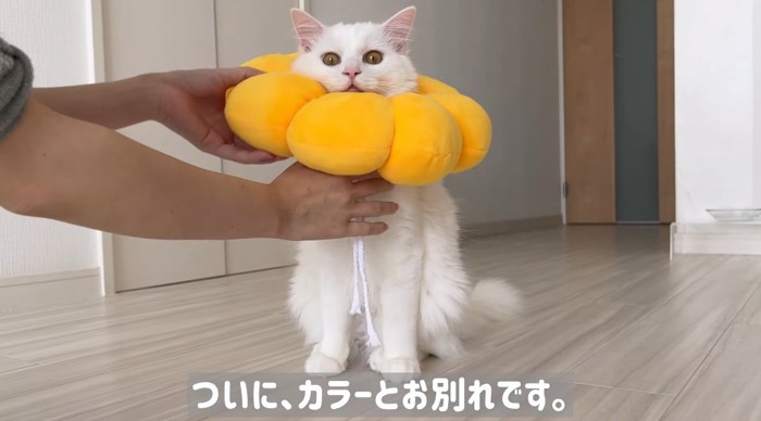 カラーをする猫