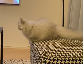 テーブルを見つめる猫