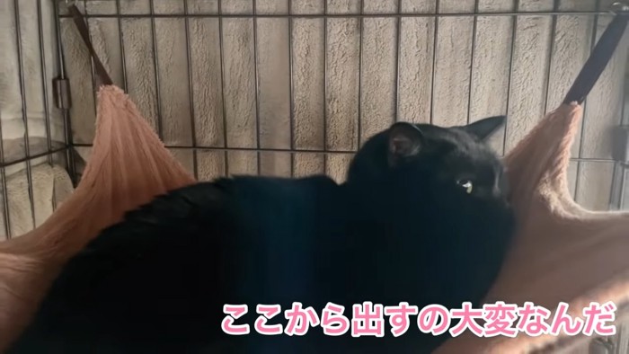 ハンモックにいる黒猫