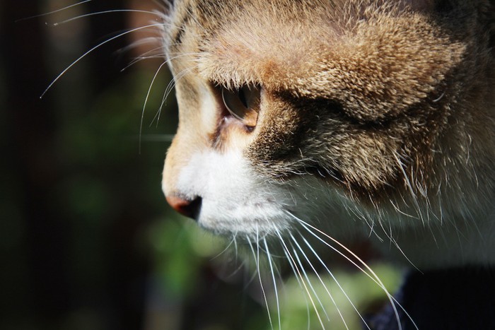 まっすぐ見つめる猫の横顔