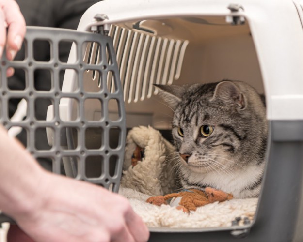 キャリーに入った猫