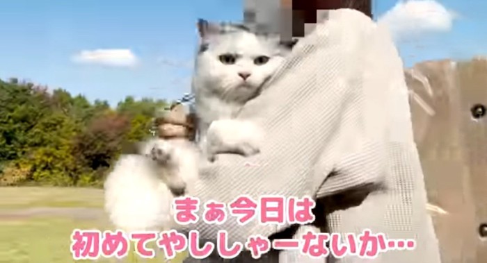 抱っこされる猫