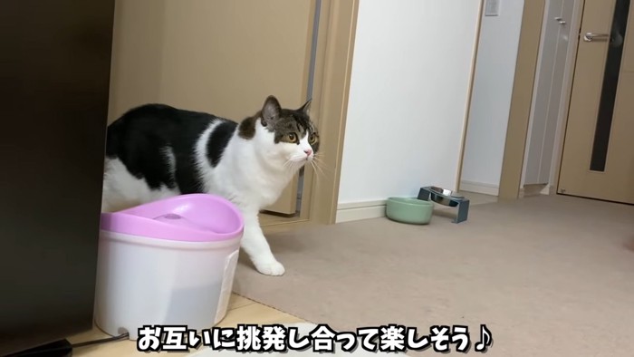 立って上の方を見る猫