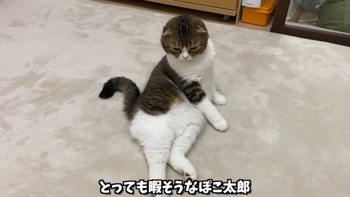 寝そべる猫