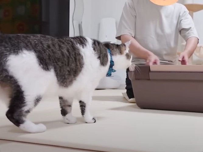 リビングの猫