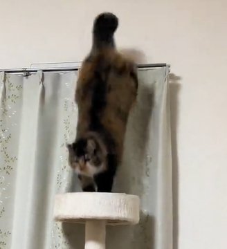 カーテンレールからキャットタワーに飛び乗る猫