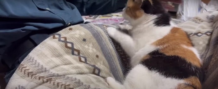 人の膝の上に居る猫