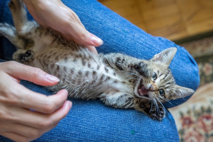 仰向けの子猫