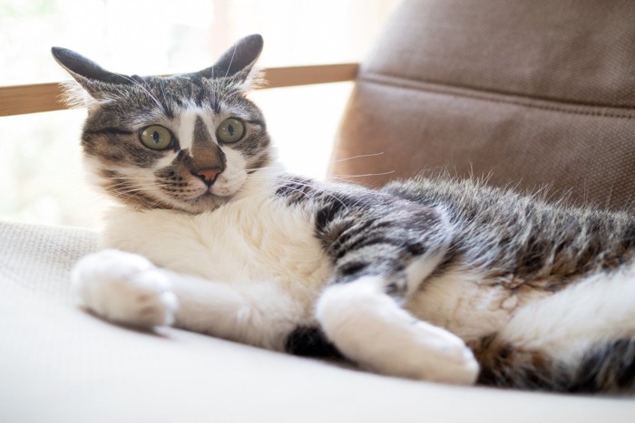 驚いた顔の猫