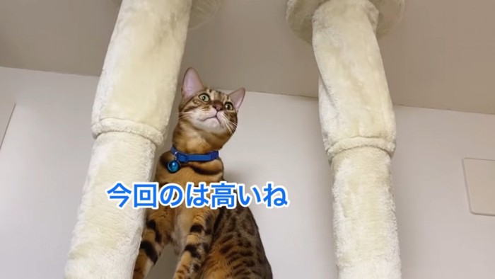 キャットタワーの高い場所にいる猫