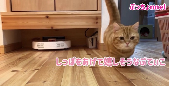 尻尾をあげる猫