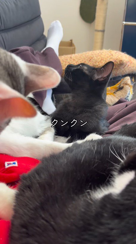 キジ白猫の近くのニオイを嗅ぐ黒猫