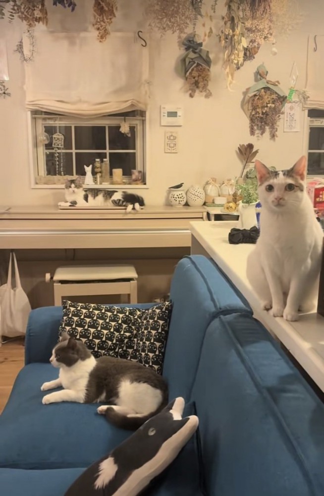 リビングでくつろぐ3匹の保護猫