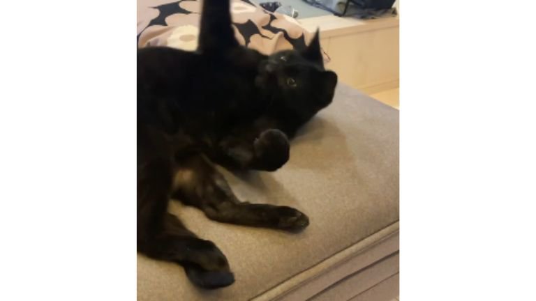 室内にいる猫