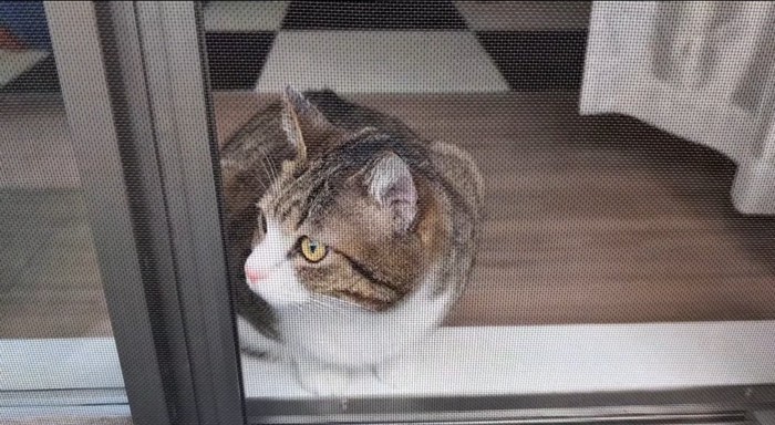 見つめる猫