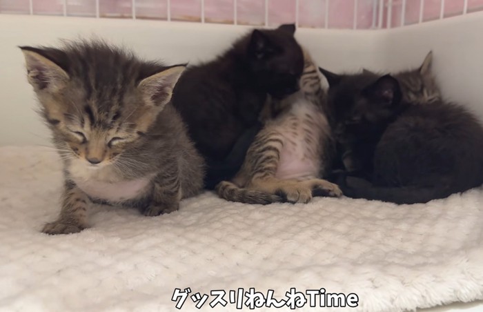 ケージの中で眠る複数の猫
