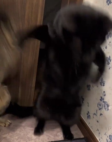 暴れる2匹の猫