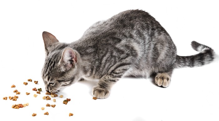 野良猫と餌