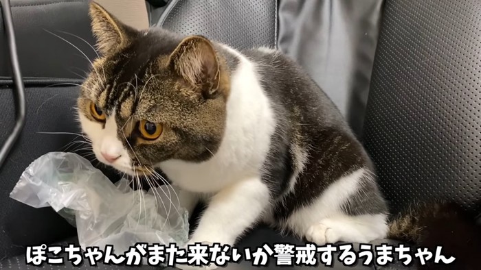 座る立ち耳猫