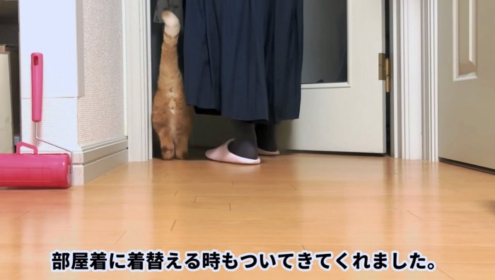 再びママの足元でくっつき猫