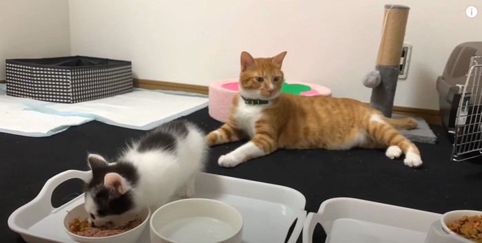 ごはんを食べる子猫と見守る成猫