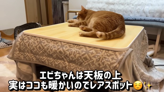 こたつの上に乗っている猫