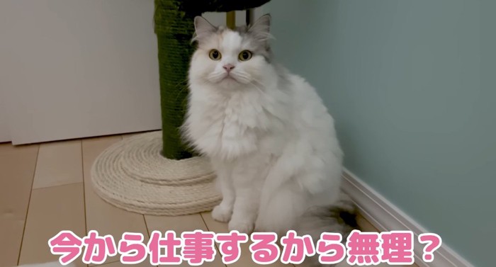 見上げる猫