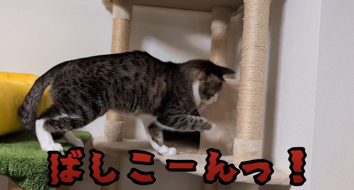 パンチする猫