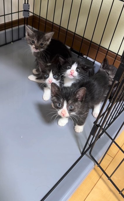 ケージ内にいる5匹の子猫