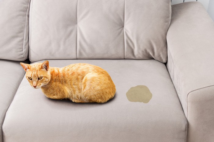 粗相する猫