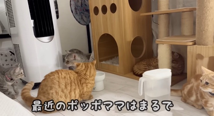 威嚇する猫