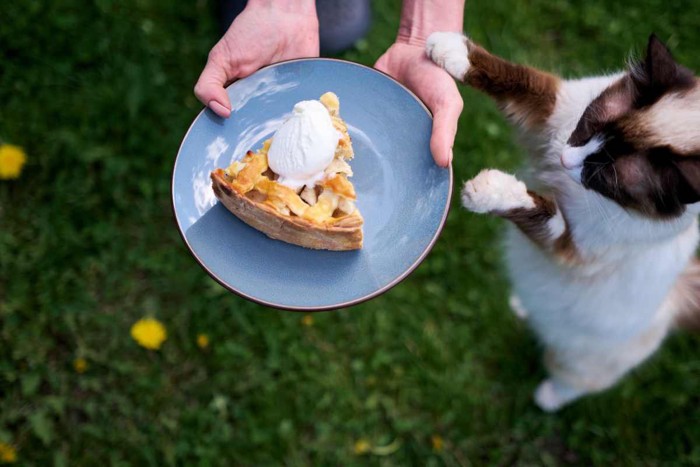 ケーキを欲しがる猫