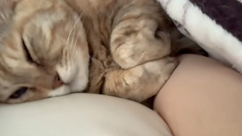 寝起きの猫