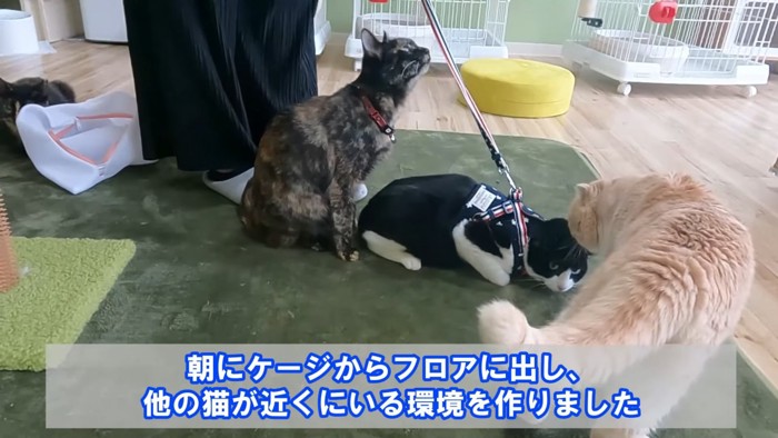 ハーネスをつけた猫