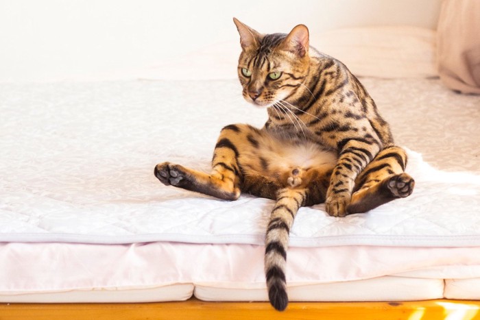 おふとんの上に座っている猫
