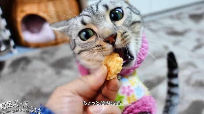 おせんべいを食べる猫