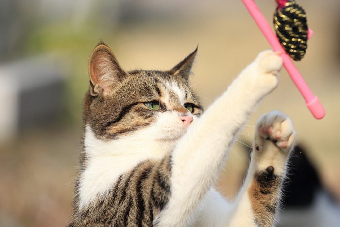 おもちゃで遊ぶ猫