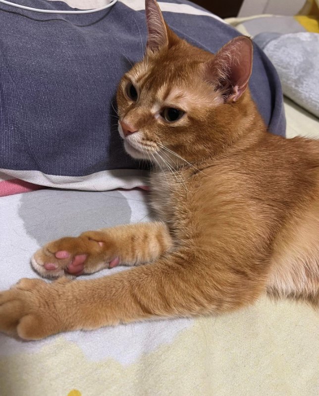 眠そうな顔で画面左を見つめる猫の上半身アップ