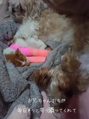 犬と一緒に寝る猫