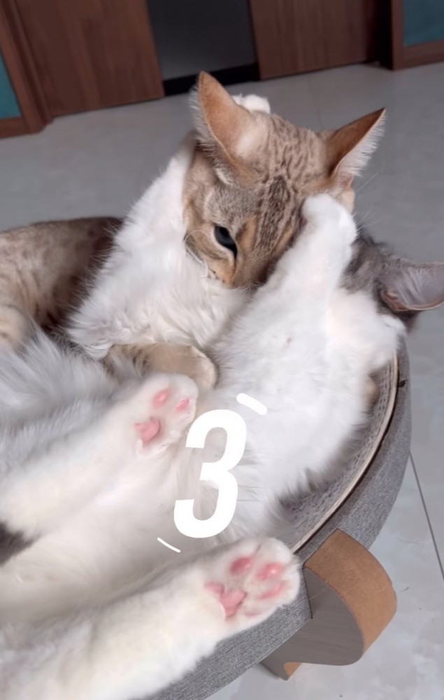 こちらを見つめる猫