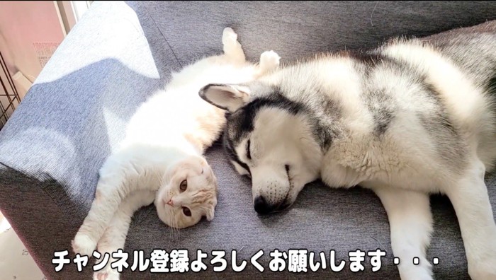 ハスキー犬の隣で寝そべる猫