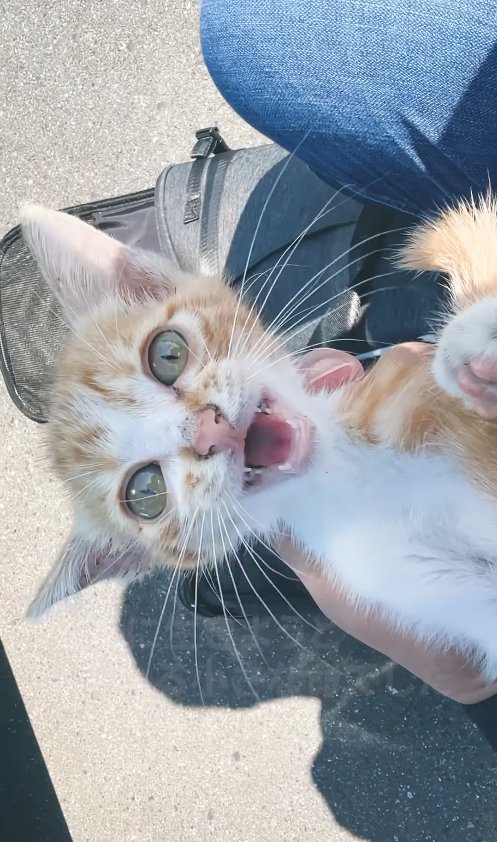 屋外で抱っこされている子猫