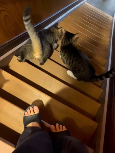 階段を降りる2匹の猫