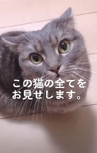 カメラを見つめるマンチカン