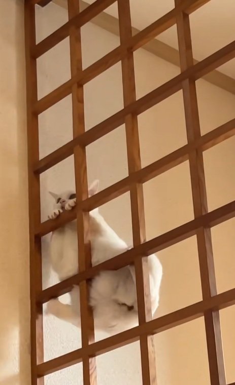 格子から落ちかける白猫