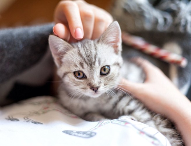 撫でられてこちらを見つめている子猫