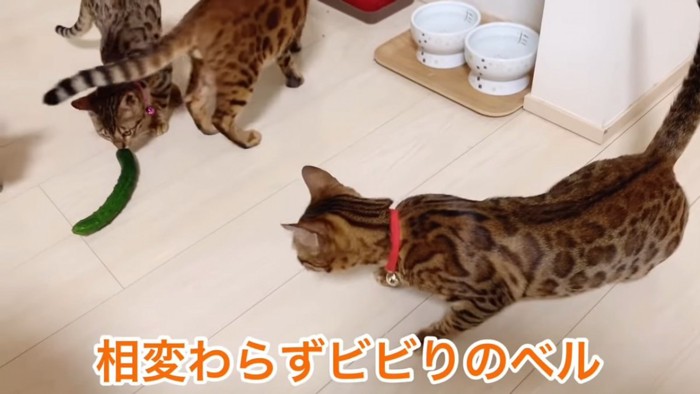 腰が引けてる猫