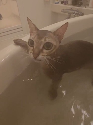 お風呂に入る猫